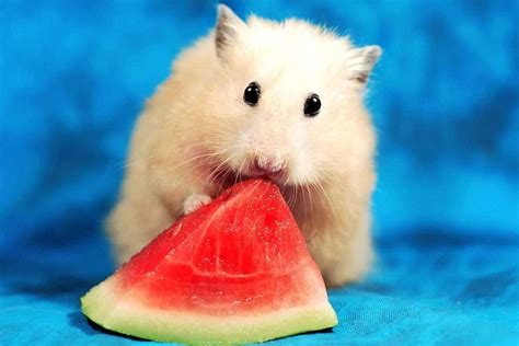 sexy live hamster|How to Keep a Hamster Cool in Hot Weather: 13 Steps